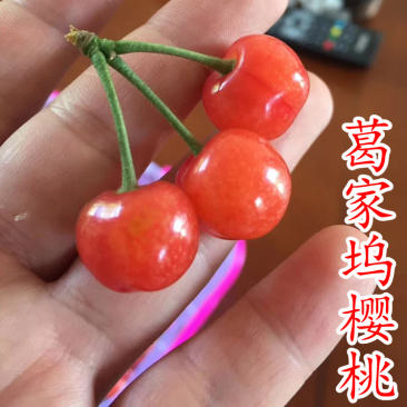 葛家坞早熟樱桃苗葛家坞樱桃树苗南方种嫁接樱桃苗