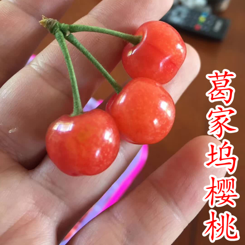 葛家坞早熟樱桃苗葛家坞樱桃树苗南方种嫁接樱桃苗