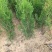 塔柏1米塔柏价格基地1米5塔柏多少钱一棵2米塔柏