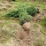 塔柏1米塔柏价格基地1米5塔柏多少钱一棵2米塔柏