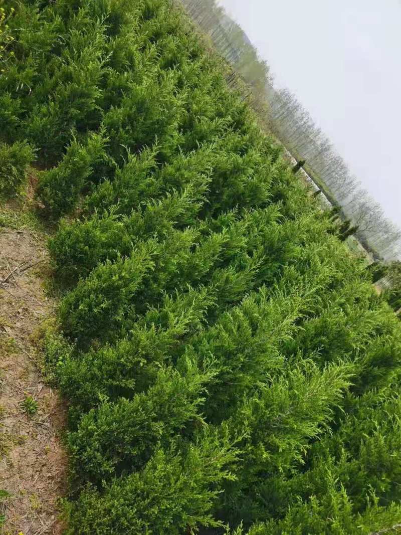 塔柏1米塔柏价格基地1米5塔柏多少钱一棵2米塔柏