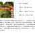 短柄樱桃苗早熟樱桃树苗诸暨短柄中国小樱桃苗南方种