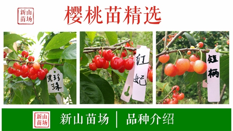 短柄樱桃苗早熟樱桃树苗诸暨短柄中国小樱桃苗南方种