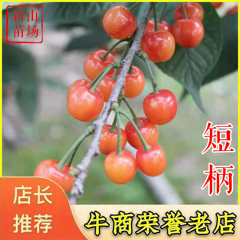 短柄樱桃苗早熟樱桃树苗诸暨短柄中国小樱桃苗南方种
