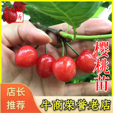樱桃树苗樱桃苗红妃黑珍珠短柄嫁接樱桃苗自花授粉南方