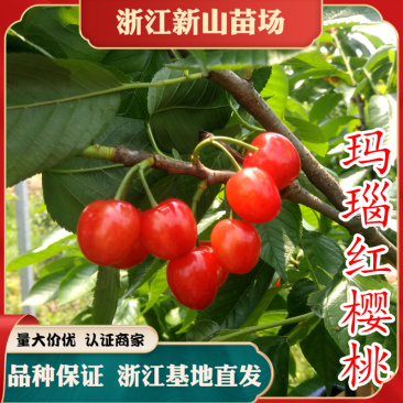 玛瑙红樱桃苗云雾红樱桃苗贵州纳雍樱桃树苗新品种
