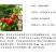 玛瑙红樱桃苗云雾红樱桃苗贵州纳雍樱桃树苗新品种