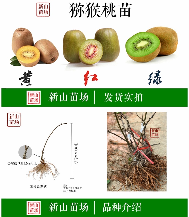 徐香猕猴桃苗猕猴桃树苗新品种江山猕猴桃嫁接猕猴桃苗