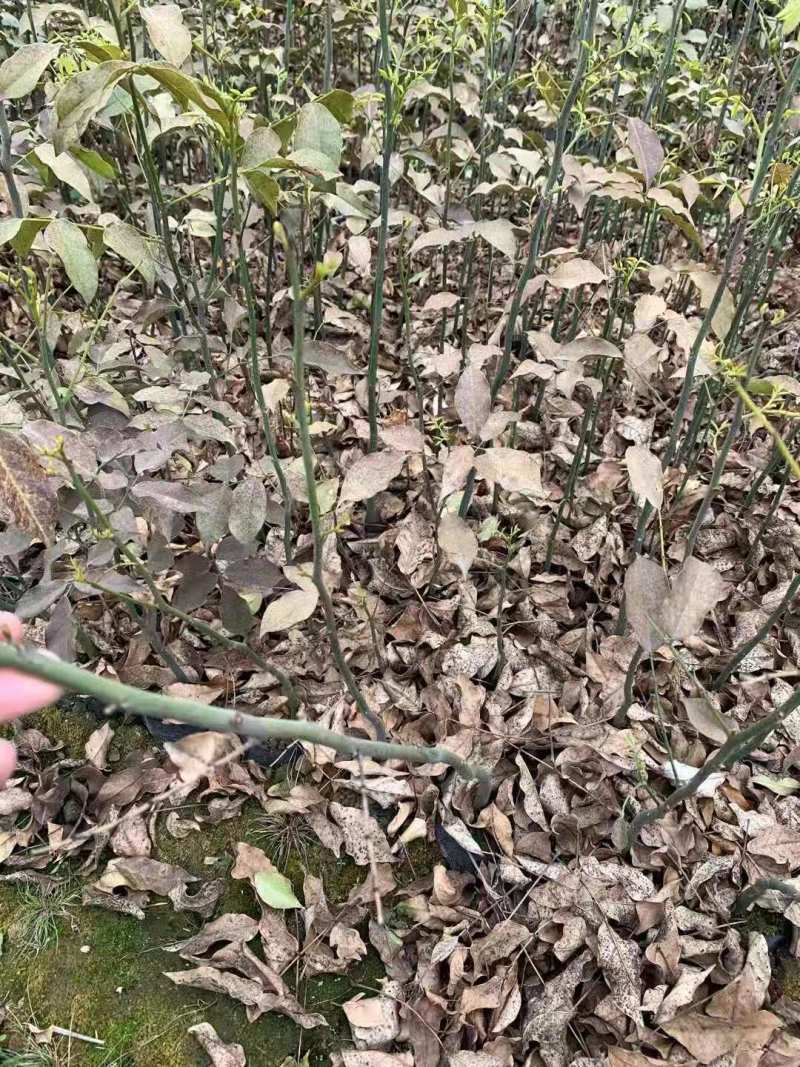鄂西红豆5公分鄂西红豆苗、鄂西红豆15公分