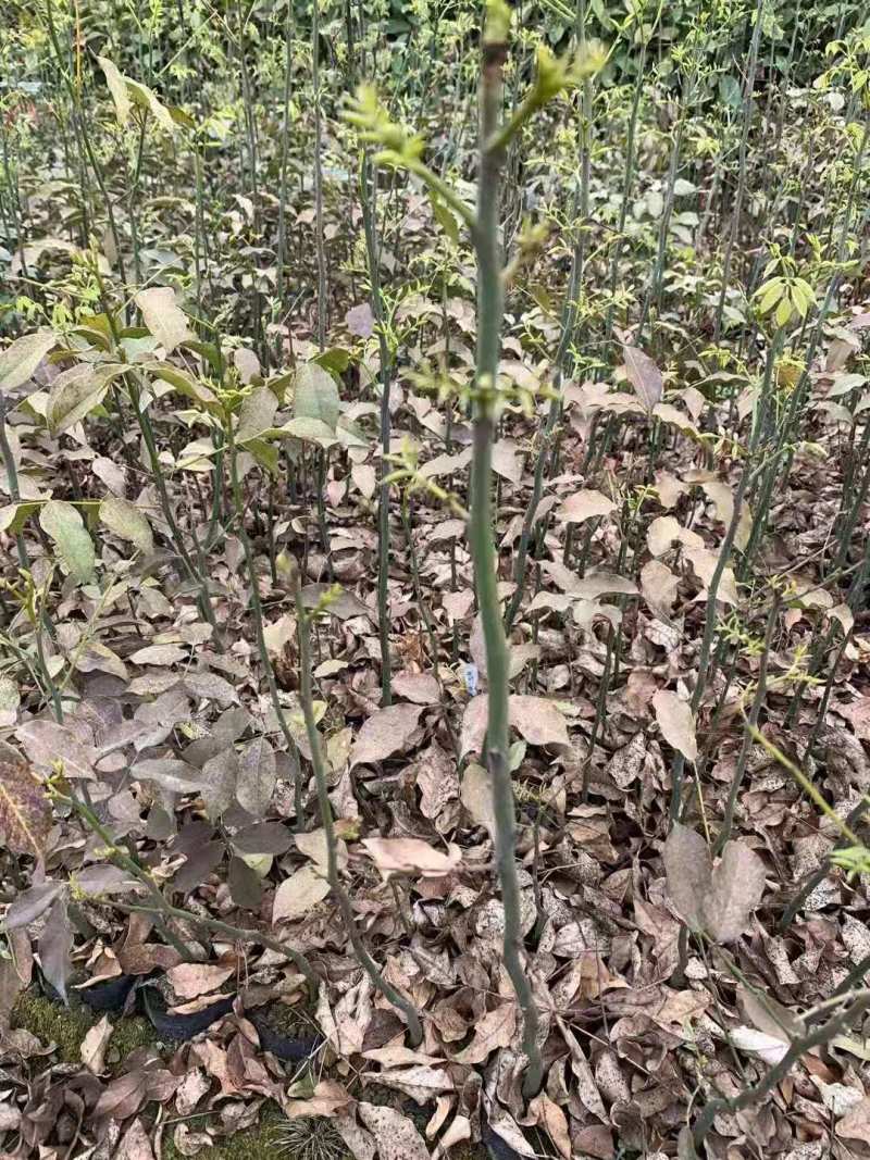 鄂西红豆5公分鄂西红豆苗、鄂西红豆15公分