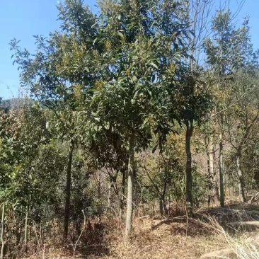 大量鄂西红豆苗鄂西红豆树花梨木苗