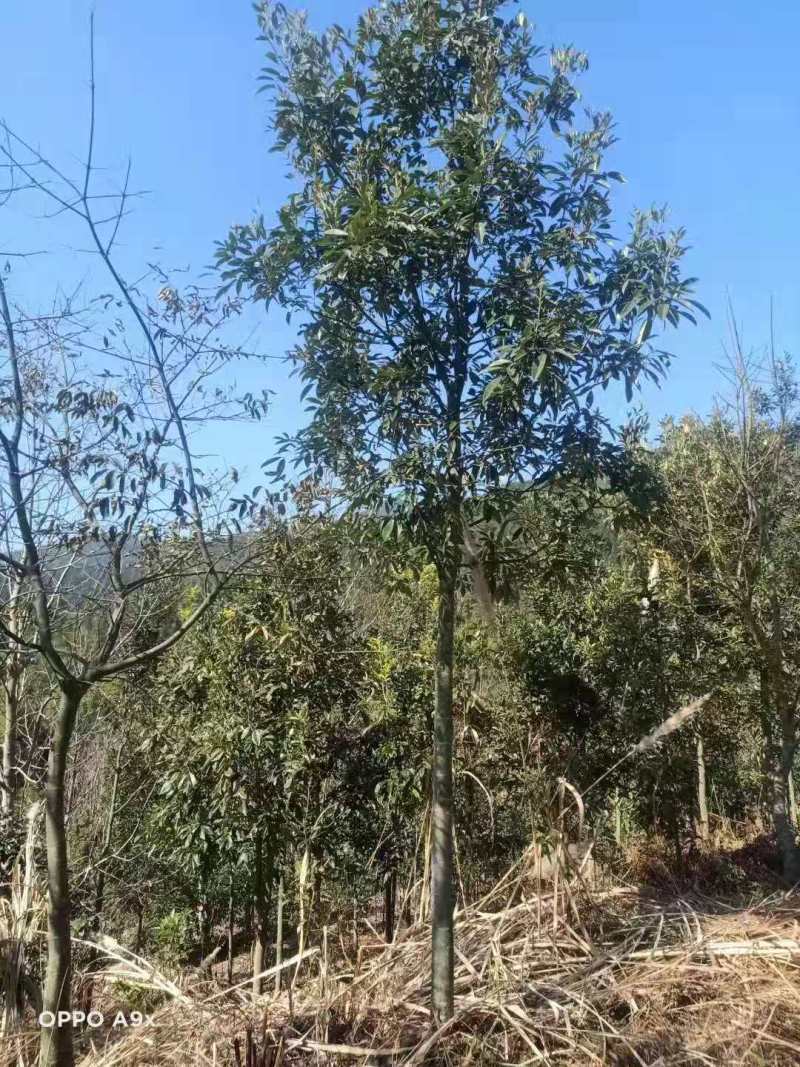 鄂西红豆苗鄂西红豆2公分鄂西红豆1公分