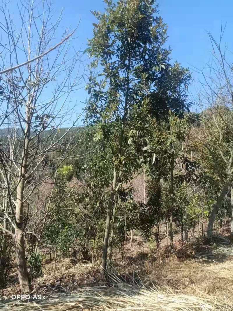 鄂西红豆苗鄂西红豆2公分鄂西红豆1公分