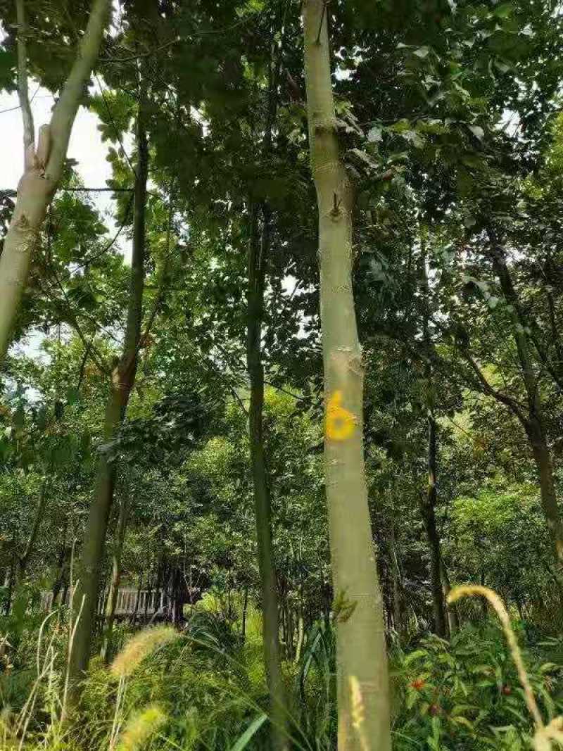 鄂西红豆苗鄂西红豆2公分鄂西红豆1公分