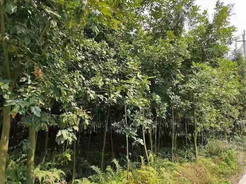 鄂西红豆苗鄂西红豆2公分鄂西红豆1公分