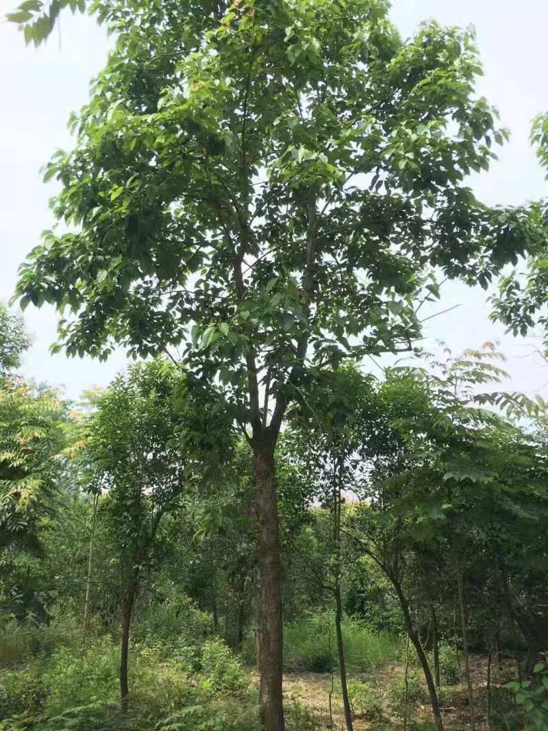 基地直发喜树苗喜树5公分喜树3公分