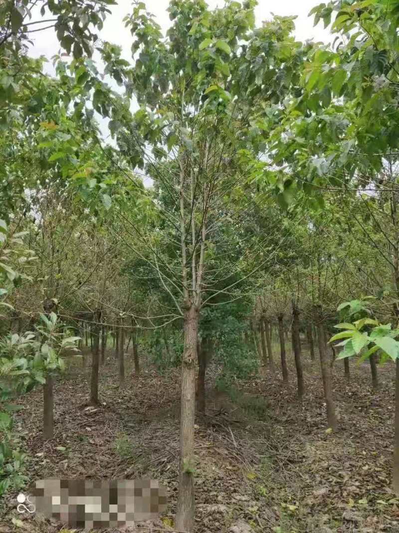 基地直发喜树苗喜树5公分喜树3公分