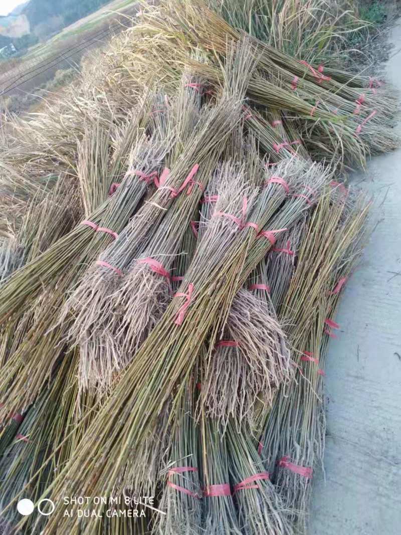 基地直发喜树苗喜树5公分喜树3公分