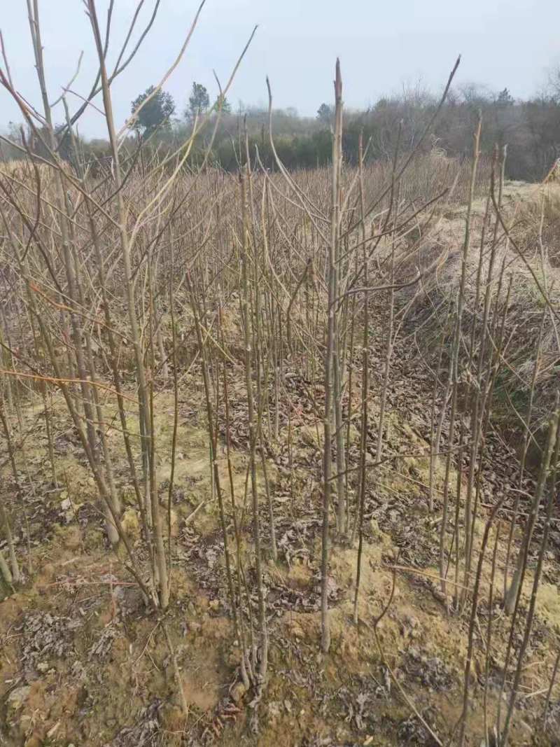 基地直发喜树苗喜树5公分喜树3公分