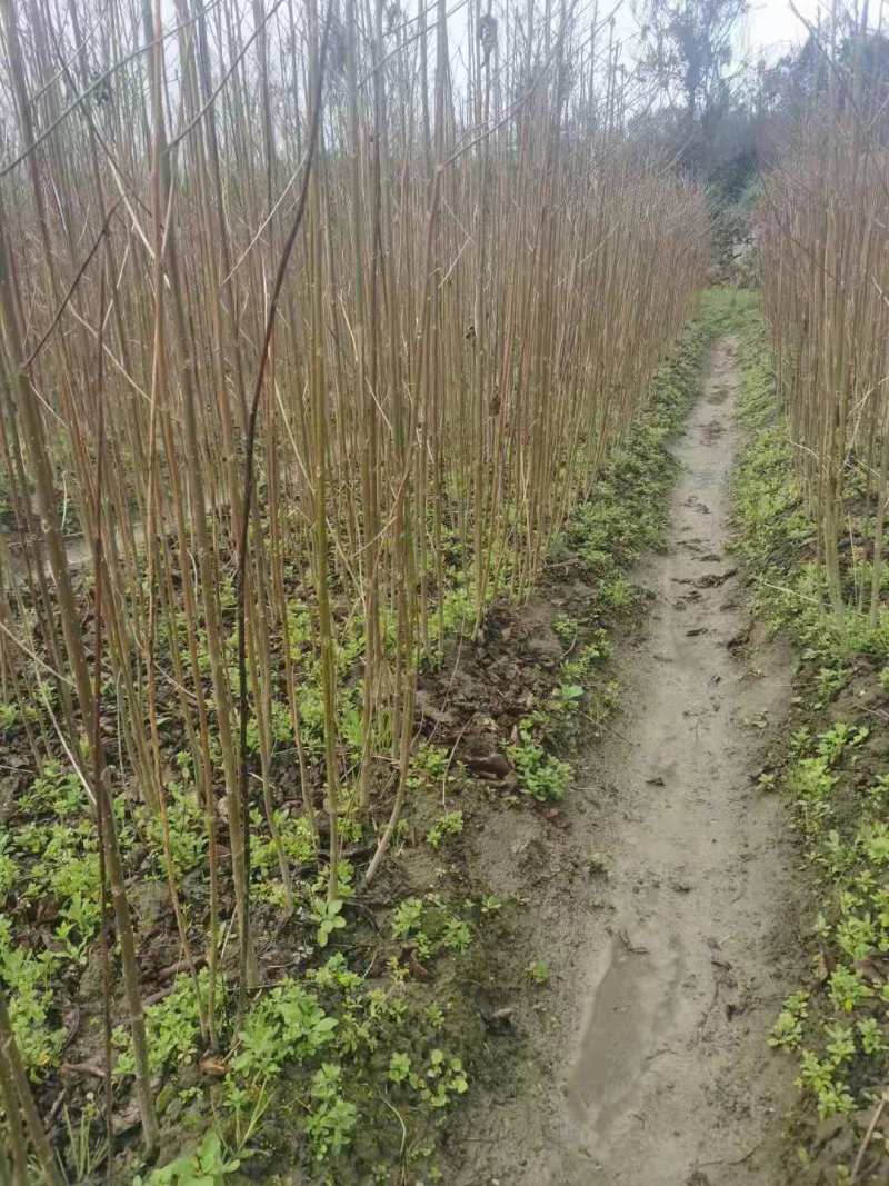 基地直发喜树苗喜树5公分喜树3公分