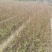基地直发喜树苗喜树5公分喜树3公分