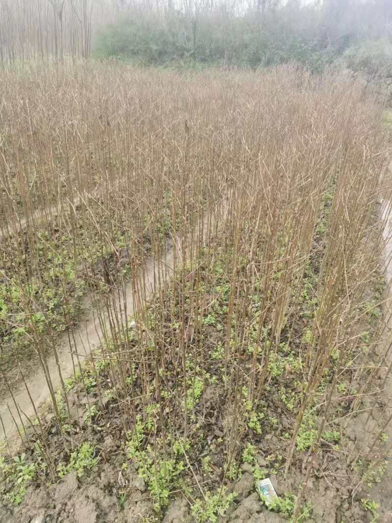 基地直发喜树苗喜树5公分喜树3公分