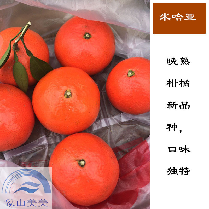 米哈亚柑橘苗，米哈亚树苗，象山优质桔子苗批发