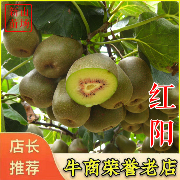 红心猕猴桃苗红阳猕猴桃树苗红心猕猴桃树苗新品种