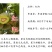 红心猕猴桃苗红阳猕猴桃树苗红心猕猴桃树苗新品种