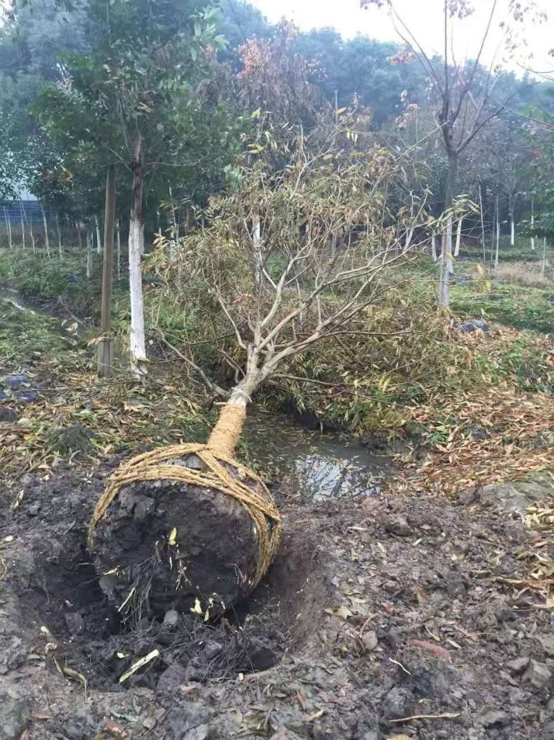 南昌三年生无患子苗3公分无患子多少钱一颗地径5公分无