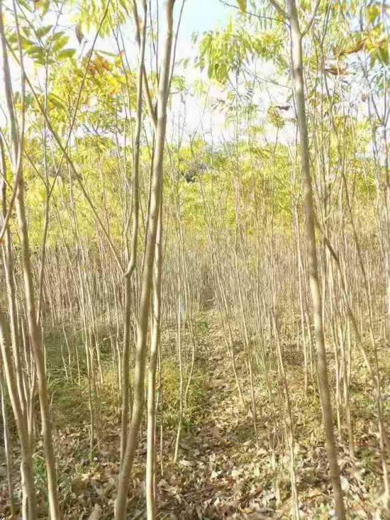精品无患子2米无患子价格无患子3公分