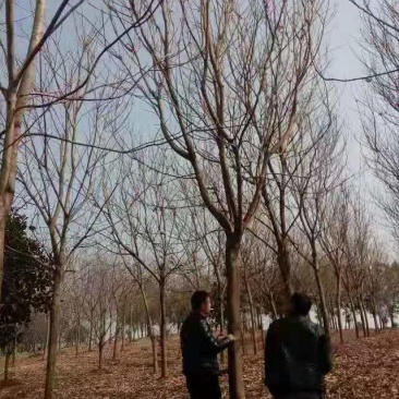 丛生无患子价格基地无患子30公分多少钱一棵全冠精品无