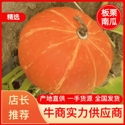 陕西榆林定边板栗南瓜大量供应产地直发一手货源干面甜糯
