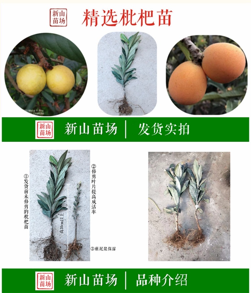 大五星枇杷苗大五星枇杷树苗新品种嫁接枇杷苗
