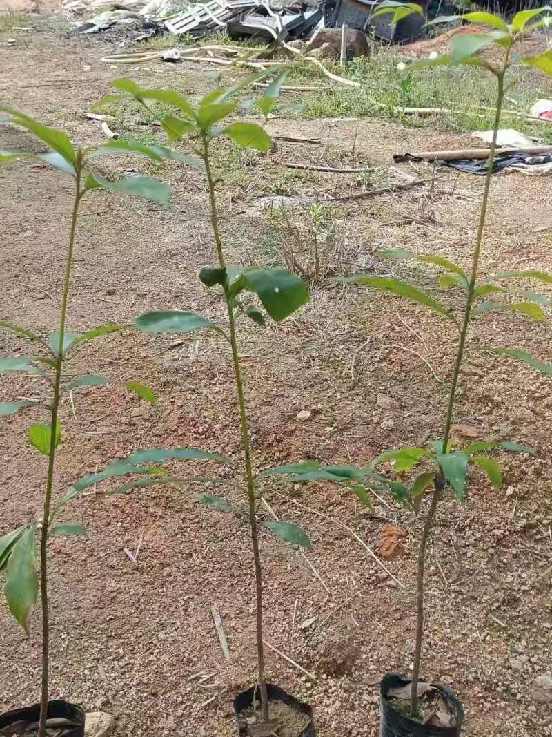 苗木基地金丝楠木杯苗江西金丝楠木树7公分金丝楠木苗