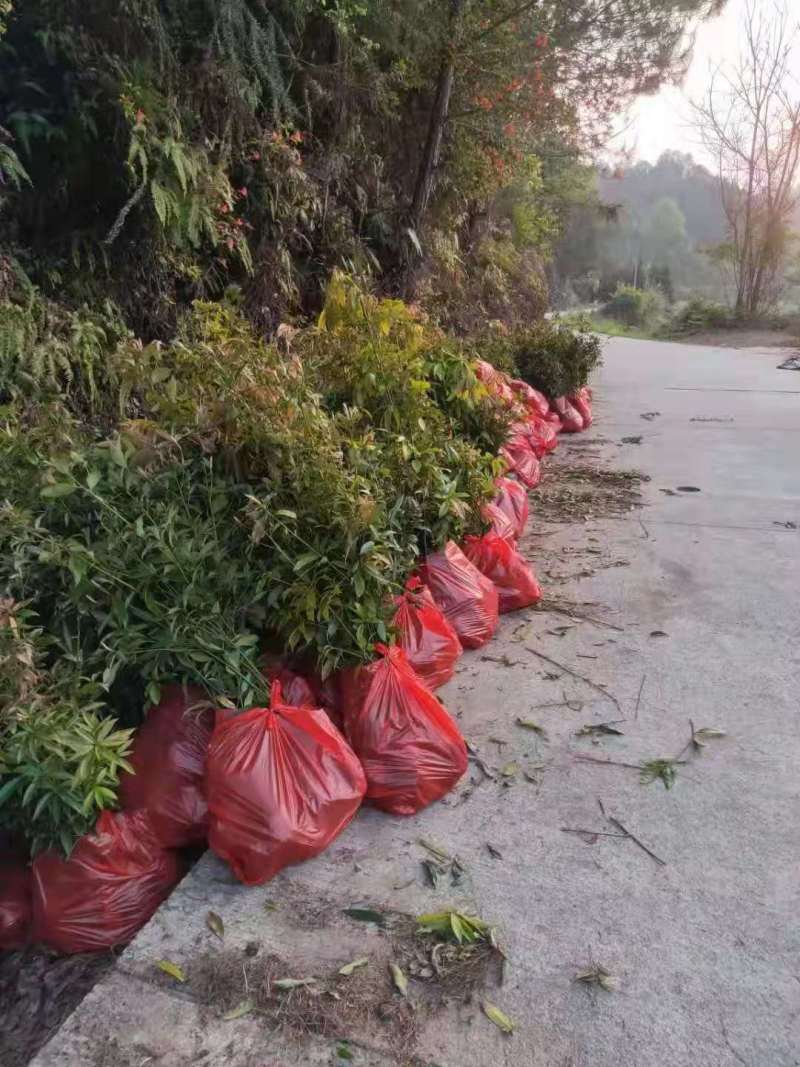 苗木基地金丝楠木杯苗江西金丝楠木树7公分金丝楠木苗