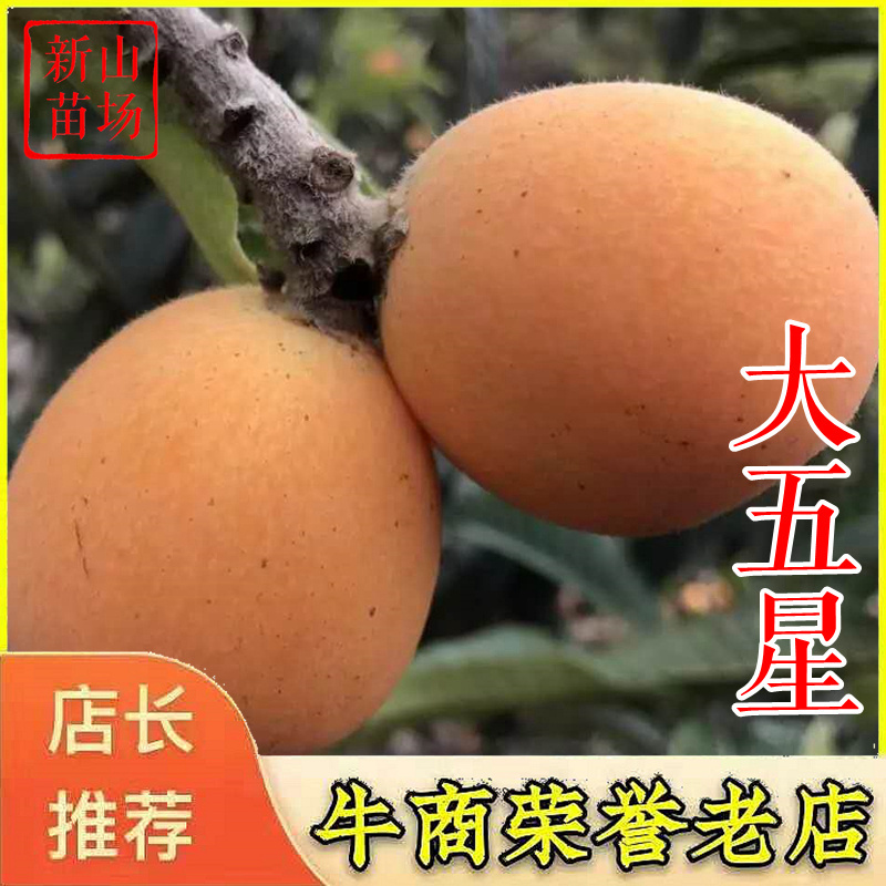 大五星枇杷苗大五星枇杷树苗新品种嫁接枇杷苗