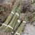 2021年枫香杯价格、基地枫香容器、枫香袋苗