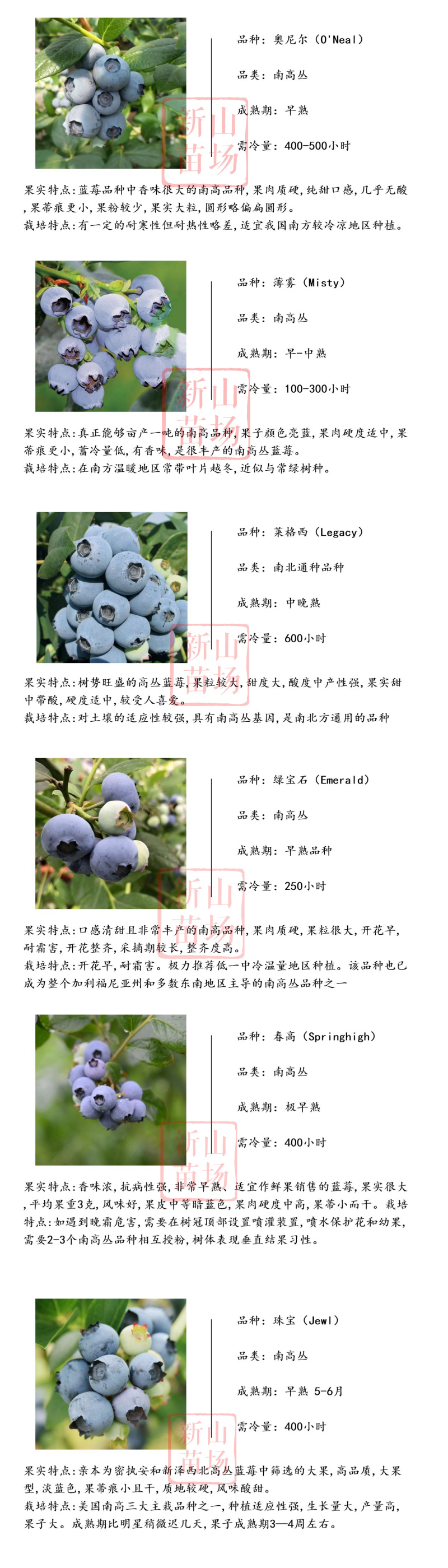 蓝莓苗南高丛早熟莱格西奥尼尔优瑞卡薄雾蓝莓树苗新品种