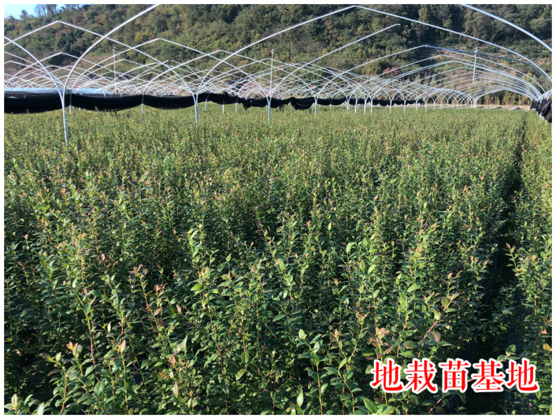 蓝莓苗南高丛早熟莱格西奥尼尔优瑞卡薄雾蓝莓树苗新品种