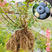 蓝莓苗南高丛早熟莱格西奥尼尔优瑞卡薄雾蓝莓树苗新品种