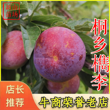 桐乡李子苗槜李苗醉李苗槜李子苗桐乡檇李树苗檇李苗
