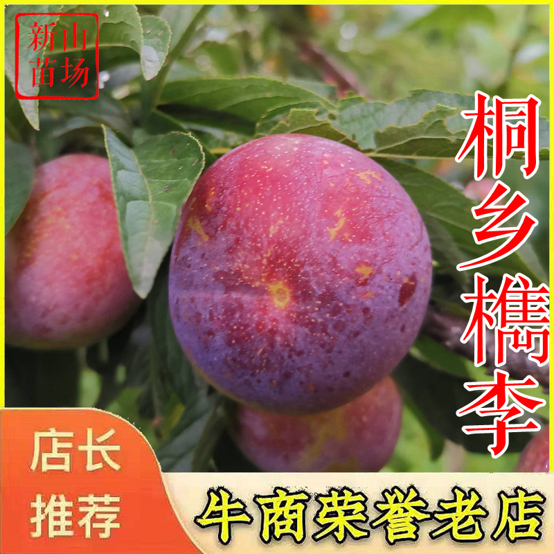 桐乡李子苗槜李苗醉李苗槜李子苗桐乡檇李树苗檇李苗