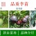 桐乡李子苗槜李苗醉李苗槜李子苗桐乡檇李树苗檇李苗