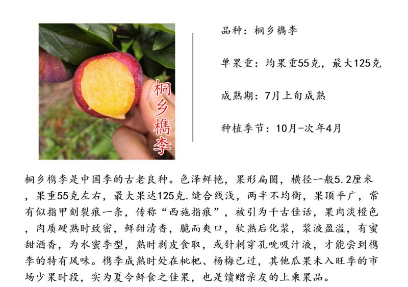 桐乡李子苗槜李苗醉李苗槜李子苗桐乡檇李树苗檇李苗