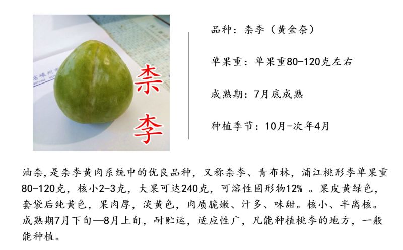 黄金奈李苗黄金奈李子苗奈李树苗油奈青奈黄金李苗