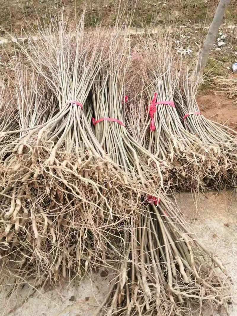 【落叶乔木】裸根乌桕苗乌桕杯苗单杆乌桕