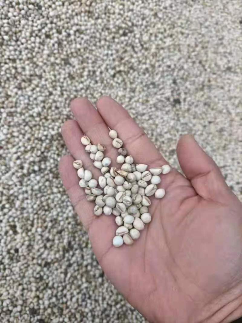 【落叶乔木】裸根乌桕苗乌桕杯苗单杆乌桕