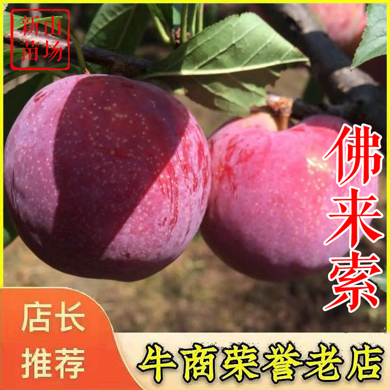 佛来索李子苗红布林李子树苗红李苗浙江新山苗场