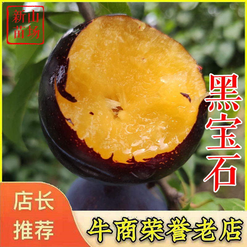 黑宝石李子苗黑李子树苗黑布林李子苗黑布朗李子苗